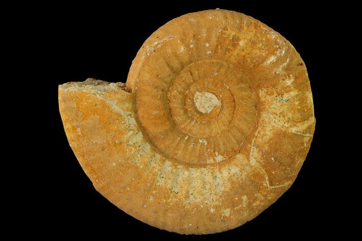 Callovian Ammonite (Perisphinctes) Fossil - France #153164